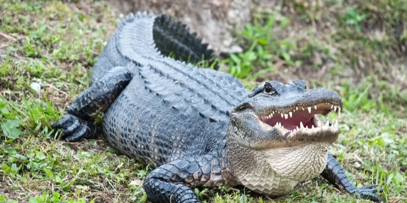 Khám phá bí ẩn và điềm báo đằng sau giấc mơ nằm mơ thấy cá sấu