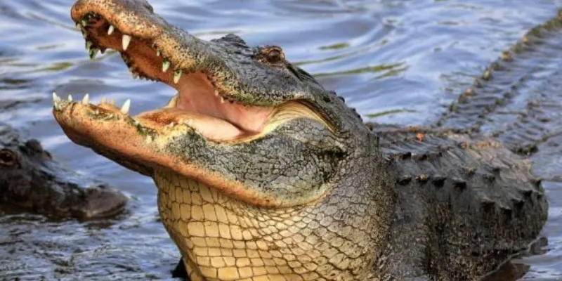 Cảm xúc và tâm trạng khi nằm mơ thấy cá sấu