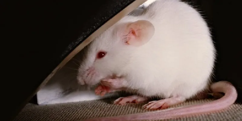 Giải mã ý nghĩa và thông điệp về giấc mơ thấy chuột