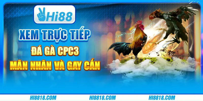 Trực tiếp đá gà tre - Thưởng thức những màn so tài đỉnh cao tại Hi88