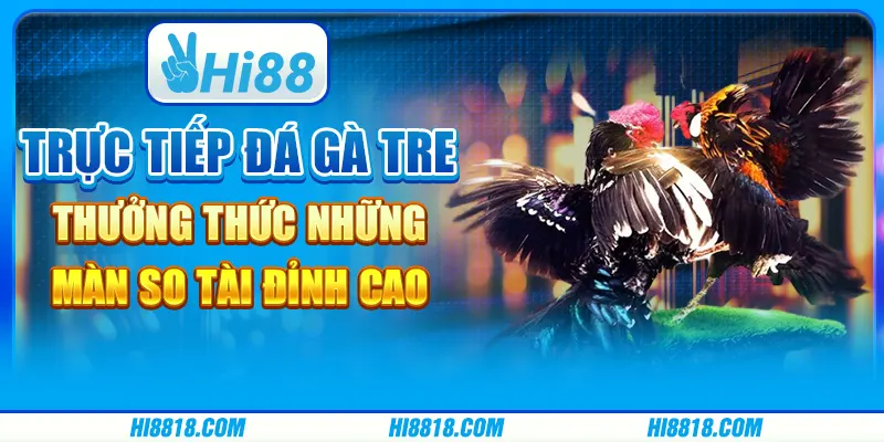 Trực tiếp đá gà tre tại Hi88 - Thưởng thức những màn so tài đỉnh cao