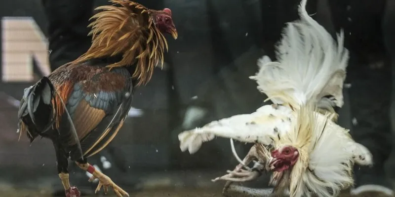 Cách tham gia cá cược đá gà Thomo trên Hi88