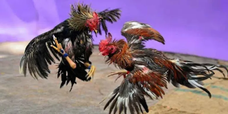 Những hình thức cá cược đá gà Thomo thông dụng