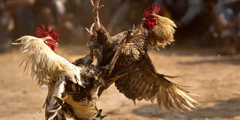 Chiến lược cá cược đá gà Thomo giúp nâng cao tỷ lệ thắng tại Hi88