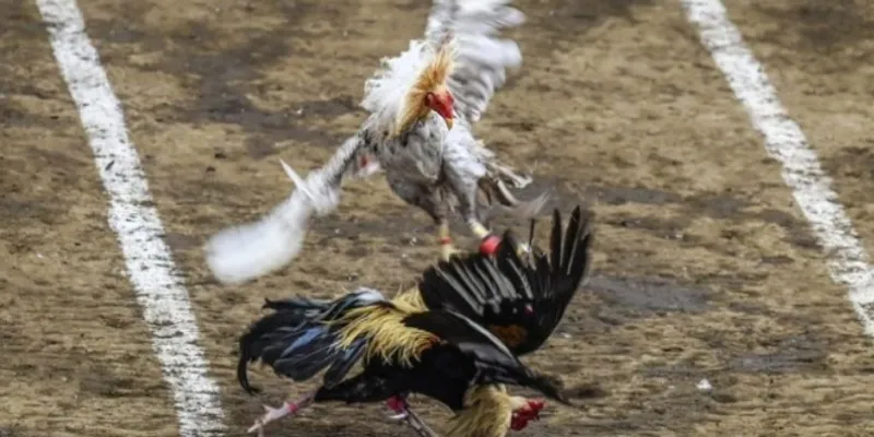 Các lưu ý cần nhớ khi cá cược đá gà tại Hi88