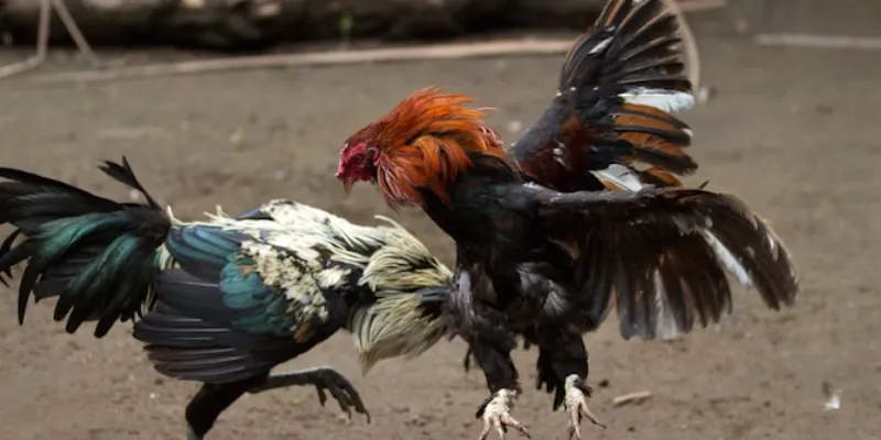 Những lưu ý quan trọng khi tham gia cá cược đá gà tre