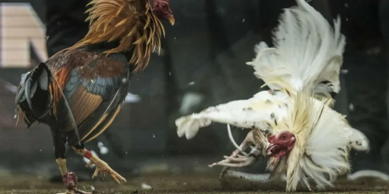 Các quy định cơ bản trong đá gà tre