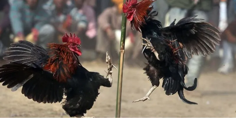 Chi tiết cách xem trực tiếp đá gà tre tại Hi88