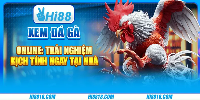 Xem đá gà online tại Hi88 - Trải nghiệm kịch tính ngay tại nhà