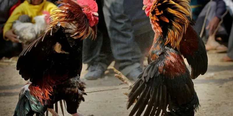 Tìm hiểu về cá cược đá gà asil