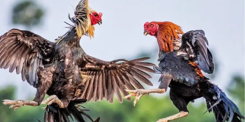 Một số loại cược phổ biến trong đá gà asil