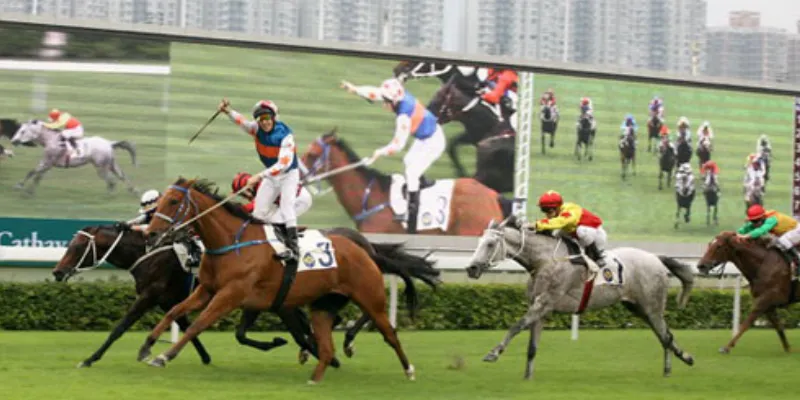 Top mẹo đặt cược đua ngựa hiệu quả để thắng lớn