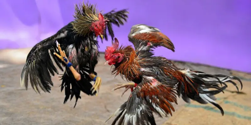 Ưu điểm khi tham gia xem đá gà online