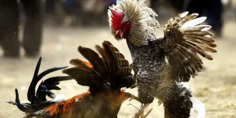 Hướng dẫn tham gia xem đá gà online tại Hi88