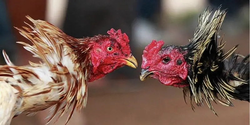 Đá gà chiến thuật là thuật ngữ thường gặp trong trò chơi đá gà