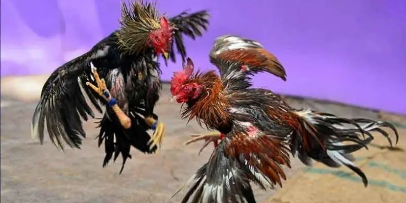 Cách phương thức thường gặp trong đá gà theo chiến thuật