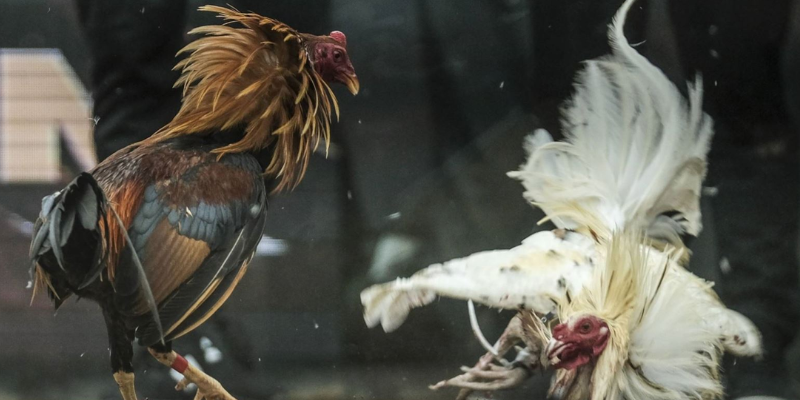 Tham gia đá gà online cùng nhà cái