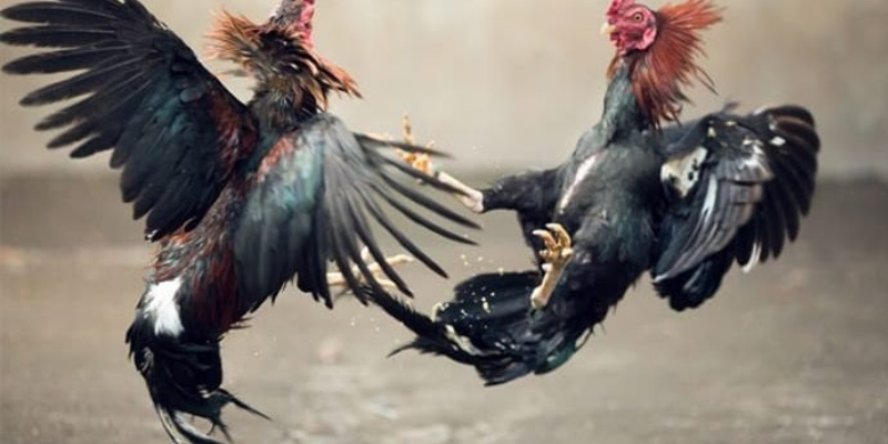 Những chiến thuật hay giúp bạn thắng lớn