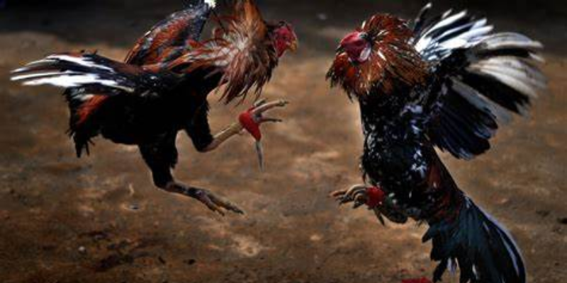 Mẹo chơi từ những lần cược tại nhà cái